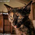 Sidney Bernhard Profile Picture