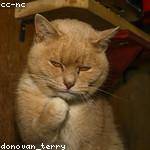 Annette Towne Profile Picture
