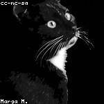 Iva Sanford Profile Picture